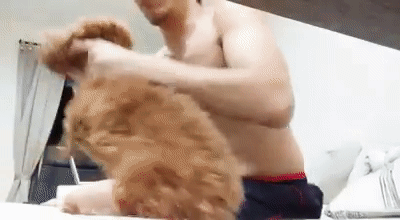 惨不忍睹！新加坡男子疯狂虐狗视频引爆网络，警方紧急介入调查