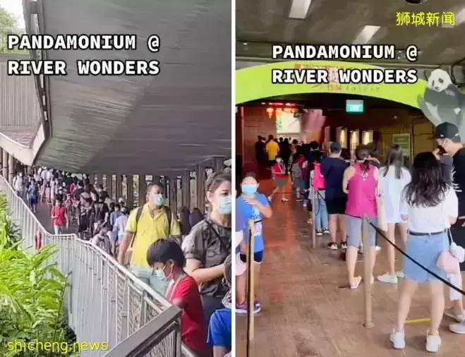 为看一眼新加坡出生的小熊猫,他们排队几小时