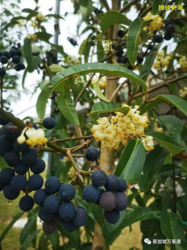 新加坡的“四季”，富有南洋風情的人間煙火氣