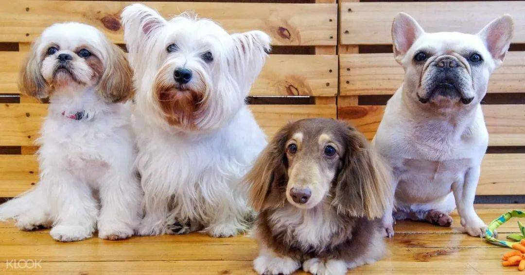 假期撸貓撸狗好去處!新加坡超治愈寵物咖啡店盤點