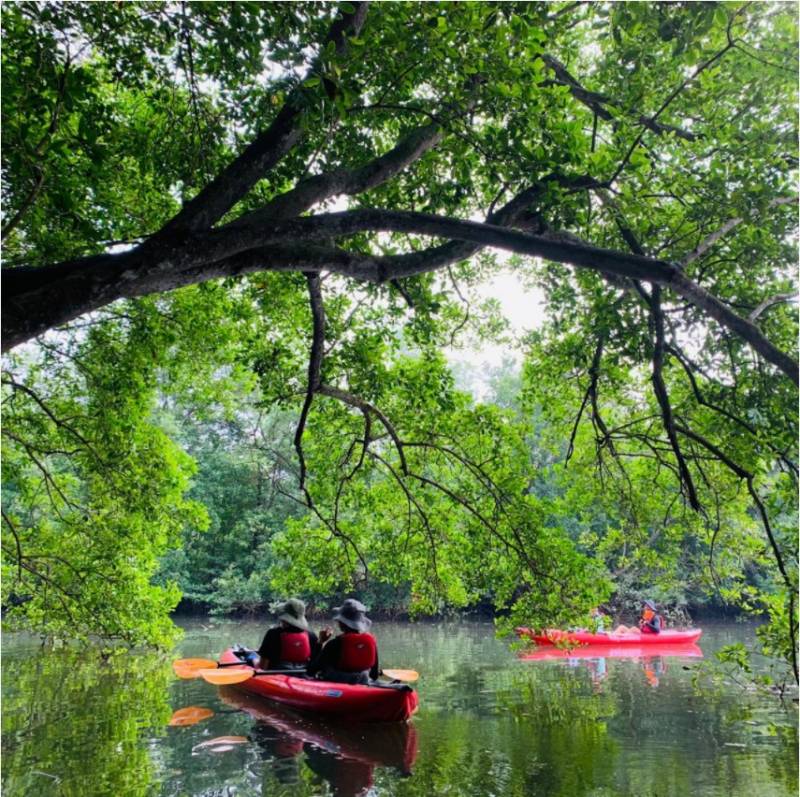 新加坡隱藏玩法大揭秘!遠離城市喧囂,乘皮劃艇穿越原始紅樹林
