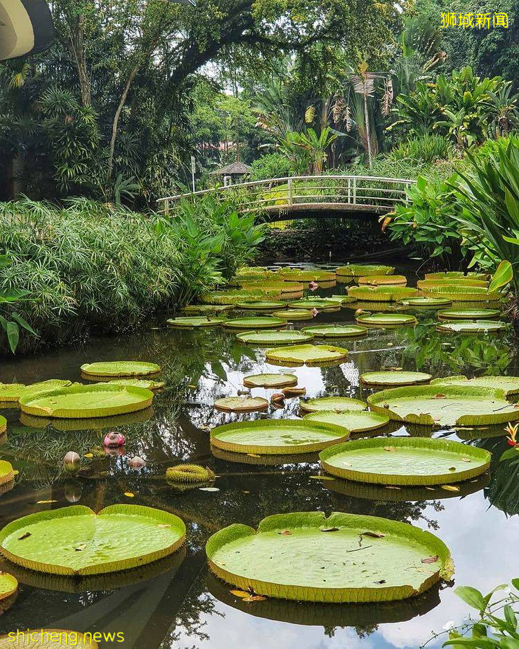 盤點新加坡7大湖泊美景✨靜下心感受大自然風景、漂亮程度堪比國外