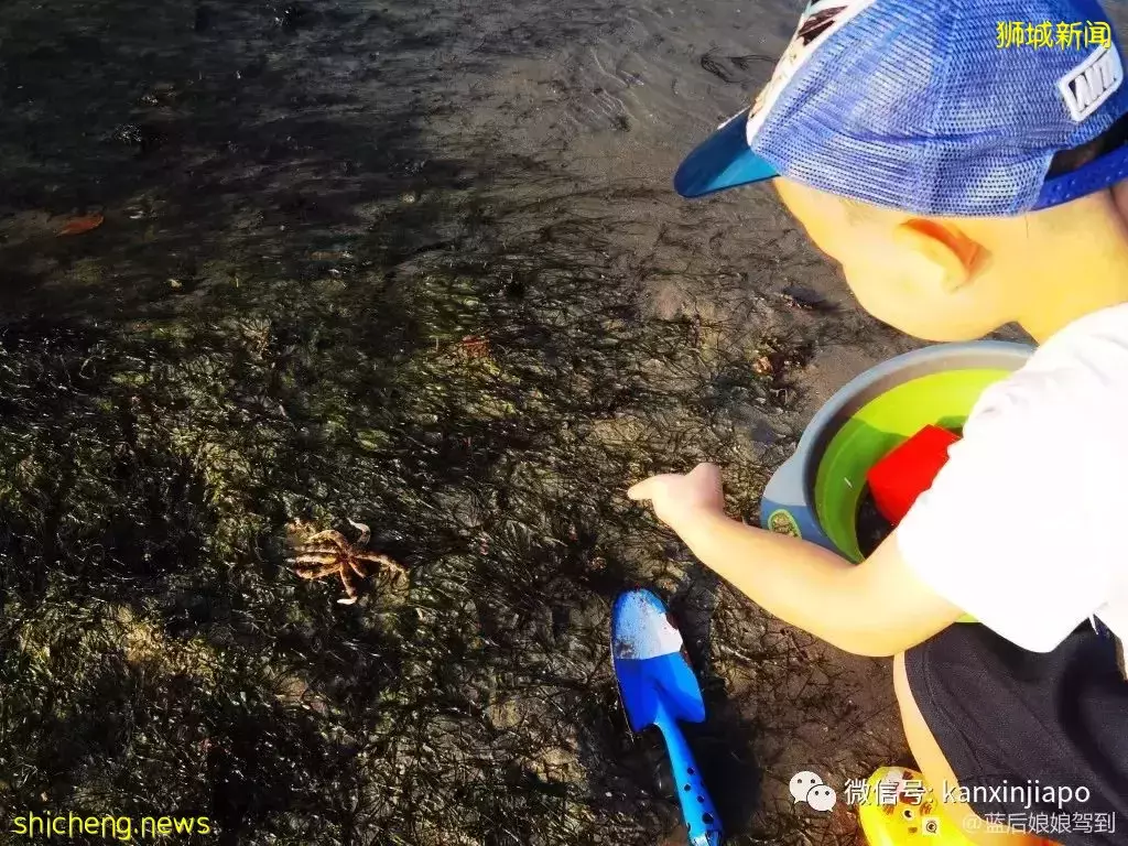 去樟宜海滩赶海吧,那里有最美的日出和从未见过的海洋生物