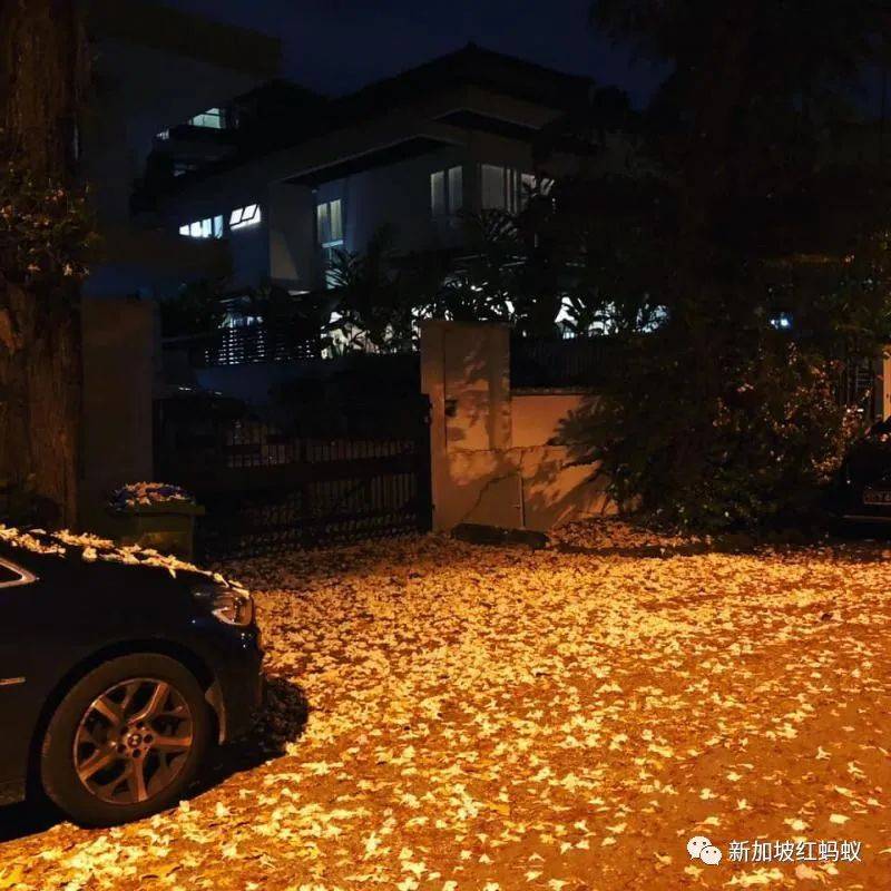 新加坡也有“櫻花”？看看當地領導們如何當起賞花向導