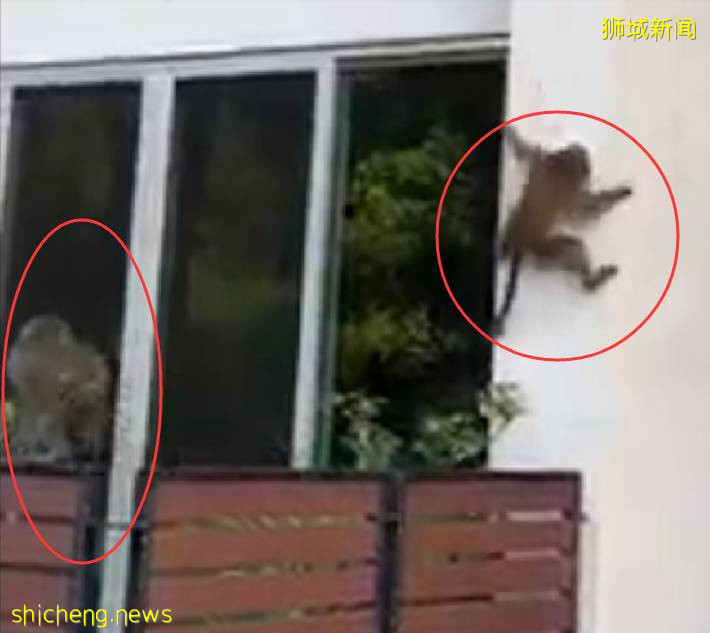 哇塞！新加坡高層公寓現“飛賊”飛檐走壁，蜘蛛俠？成龍徒弟