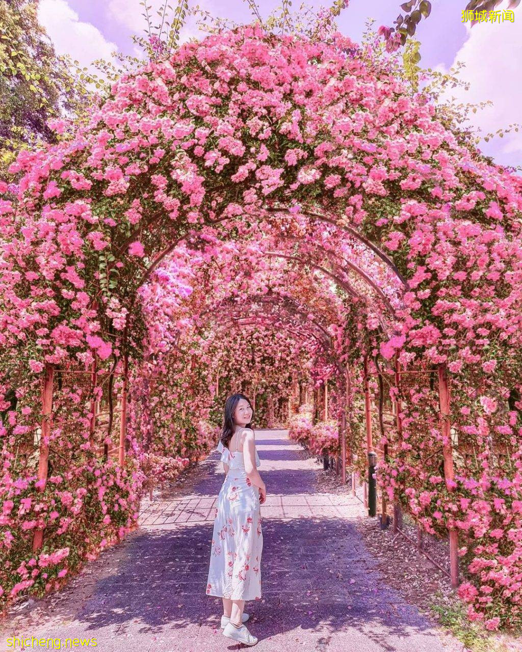 化身花仙子🧚‍♀新加坡9大花海打卡地🌷 天天鮮花盛放、美如仙境，出片率百分百