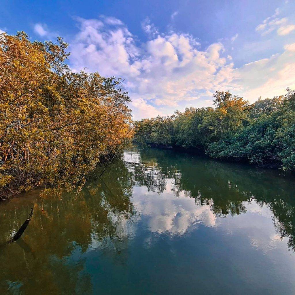 惬意悠閑“木板路”合集!新加坡11大自然景區⭐️ 林間漫步攻略+絕美海濱棧道