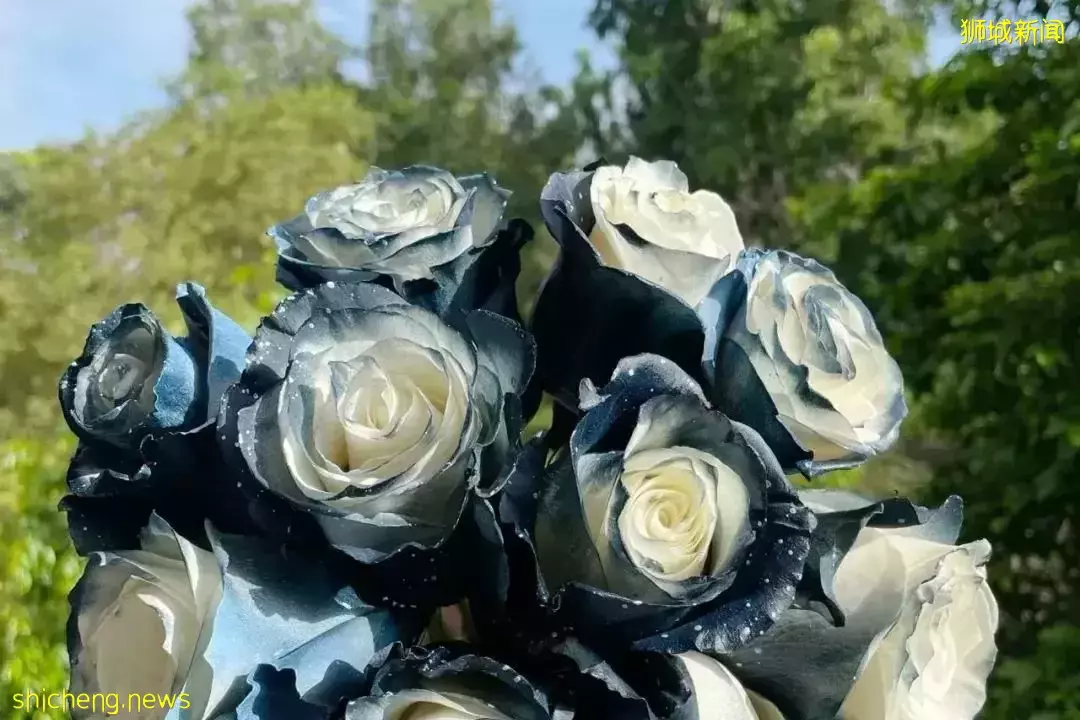 鮮花在熱帶也能養1個月？資深花友新加坡買花、養護大揭秘