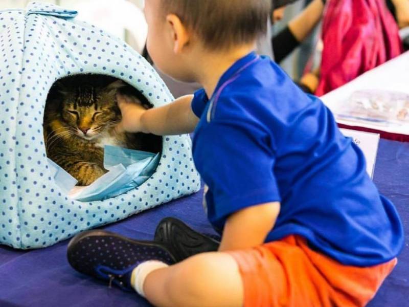 新加坡志愿服务合集!利用闲暇时间,一起来做志愿服务贡献爱心吧