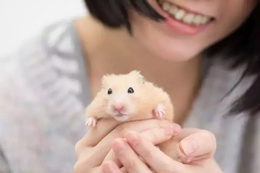 非禮外甥孫女！2次性侵小男孩！新加坡“老色狼”人人喊打