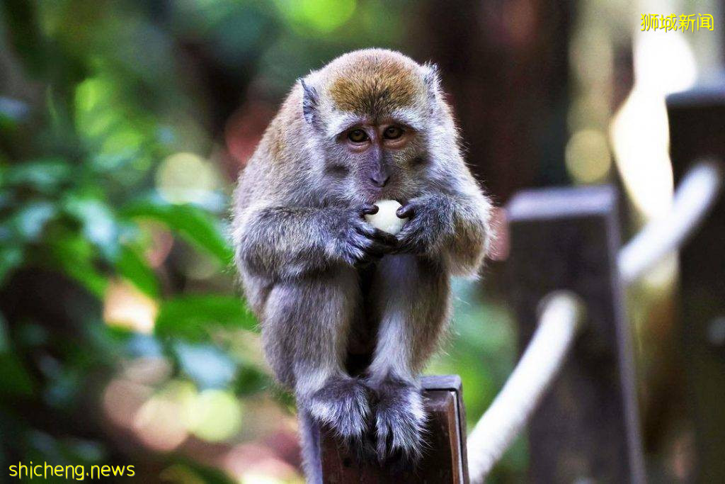 结合自然+文化遗产、汤申自然公园攻略🔎5条徒步路线、可以看到海南村旧建筑+珍稀动物🐒