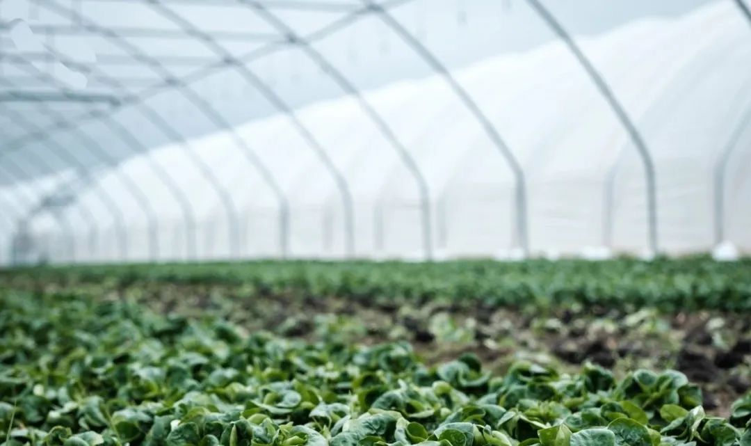 新加坡高科技农业：锦佳集团获准在本地室内种植蔬菜