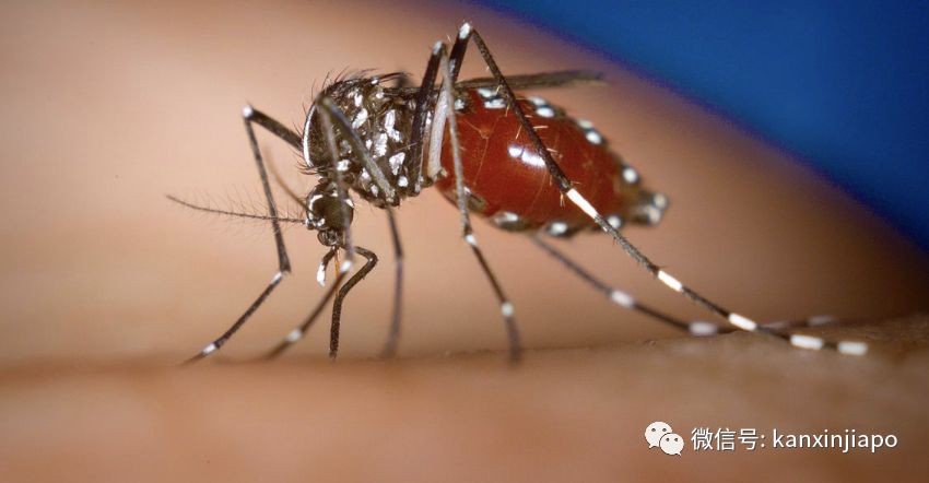 真实！新加坡常驻居民的四季是这样......