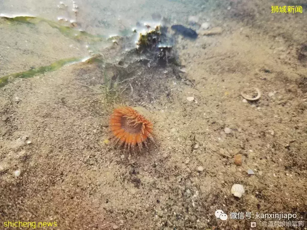 去樟宜海滩赶海吧,那里有最美的日出和从未见过的海洋生物
