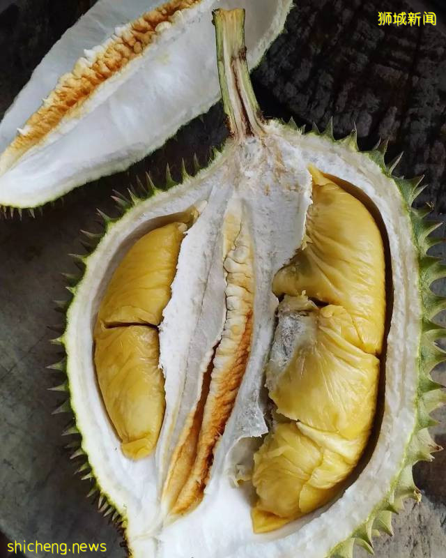 新加坡榴梿全攻略！實拍挑戰芥末和燒烤榴梿！太刺激了