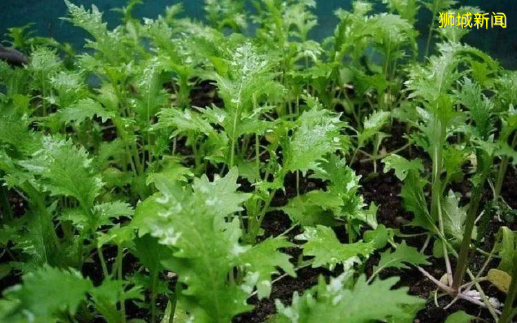 翻土、播种、浇水!新加坡最容易养活的6种小植物等娃来翻牌