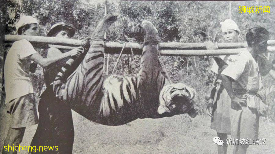 新加坡曾闹近百年虎患,一年300人被咬死 重赏打虎后终将之灭绝