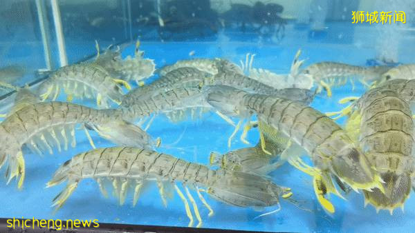 新加坡再次解封後，這家中國超市火了！80多種海鮮$2起！小龍蝦辣條包點東北大米扛回家