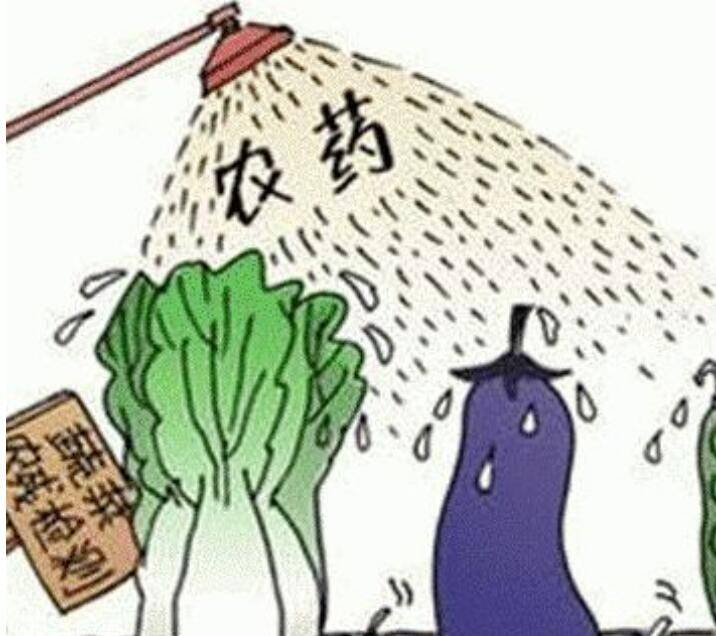 新加坡销毁1.5公吨走私蔬菜，网友：分给低收入人群不香吗