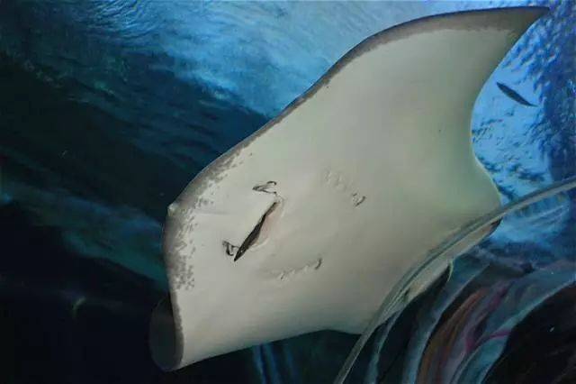 注意!剧毒魔鬼鱼频繁出没圣淘沙,一天蜇伤两人送院治疗