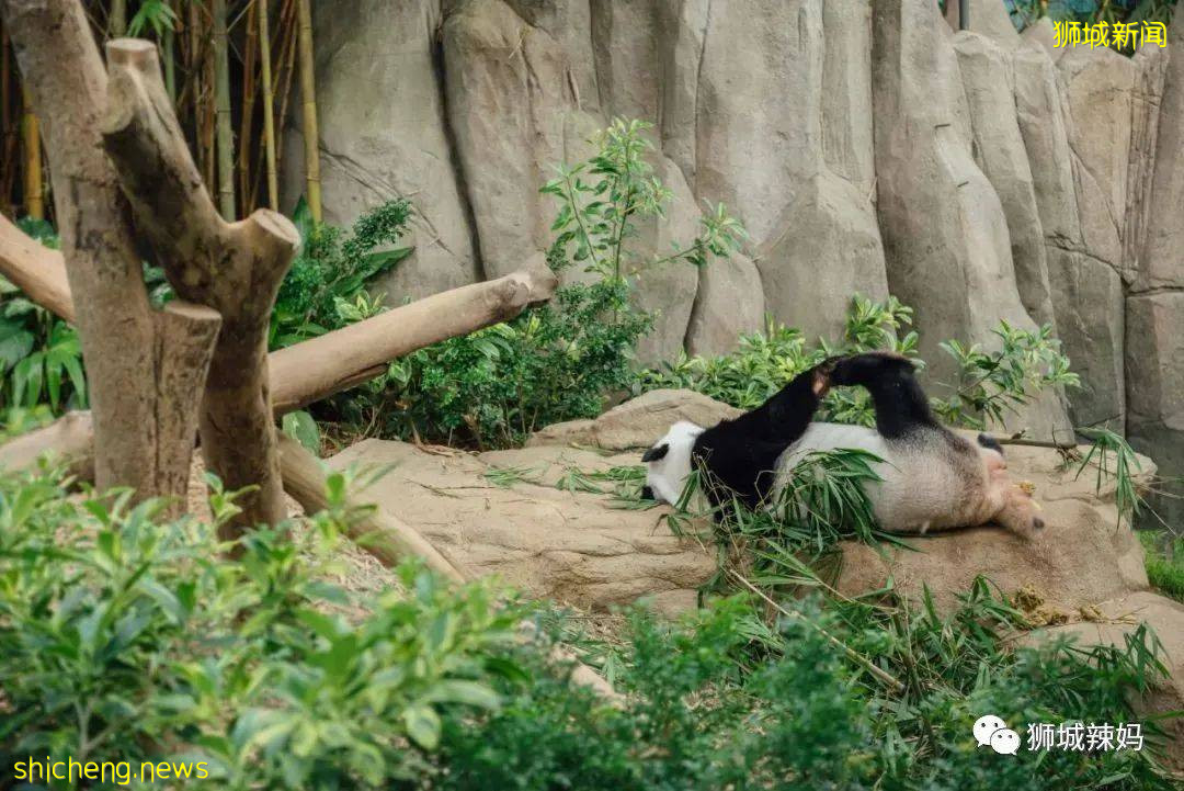 僅2天！新加坡動物園最牛的餵動物之旅，8折！還有幻光雨林和4大園5.5折起，搶啦
