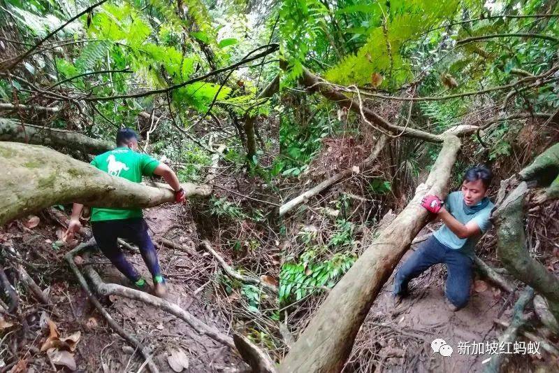 新加坡隐藏版秘境 绝美的金文泰森林