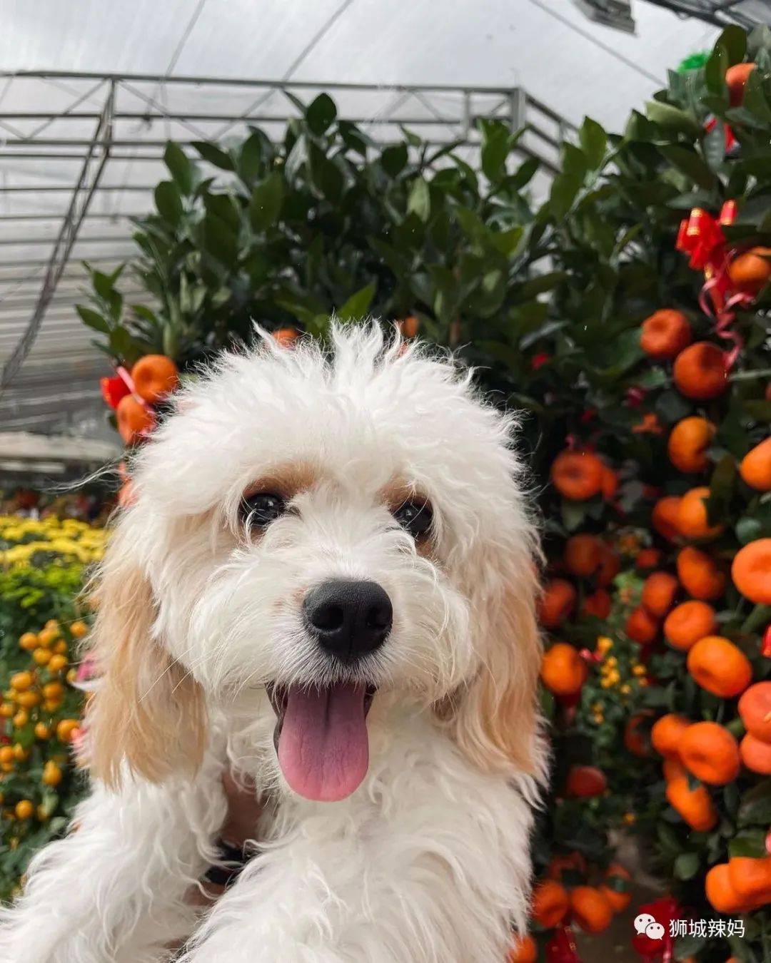 新加坡最大最好逛的花市,1000+花卉,新年必入好运连连