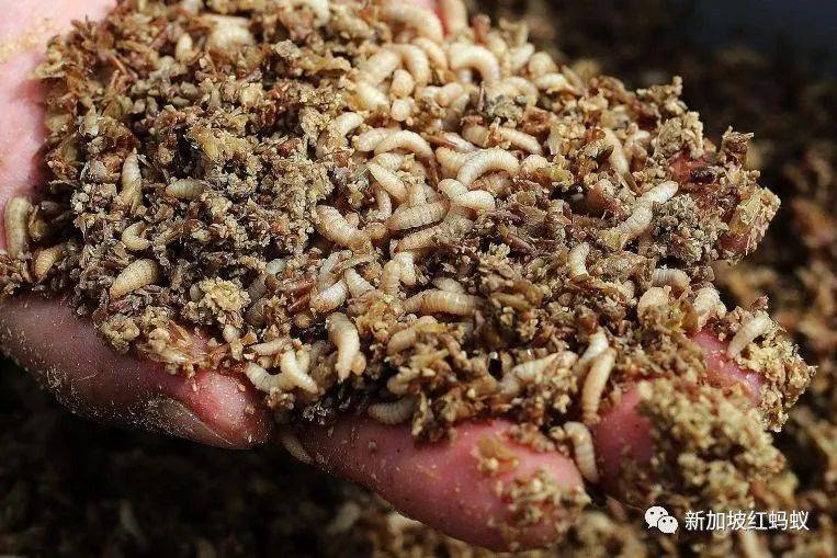 這些小小的蟲子,能改變新加坡的未來