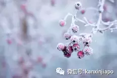 冬至，从未经历过冬天的新加坡是怎么过的呢