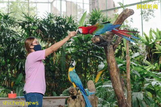新加坡圣淘沙第一个私营景点!蝴蝶公园与昆虫王国,将于星期二起关门结业