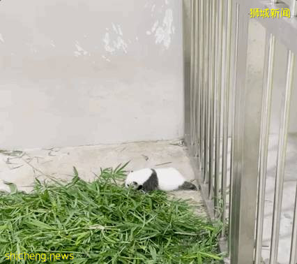 新加坡的熊猫宝宝满月照来了!毛茸茸终于“有熊样”