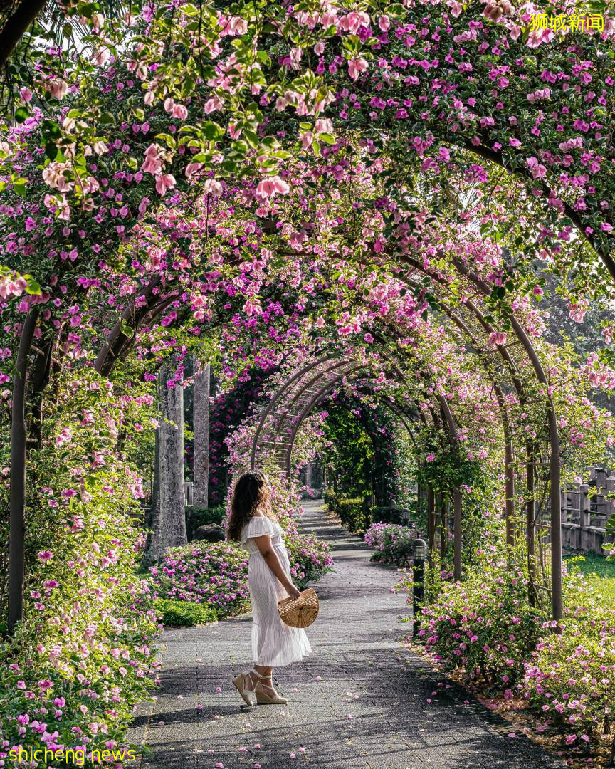 化身花仙子🧚‍♀新加坡9大花海打卡地🌷 天天鮮花盛放、美如仙境，出片率百分百