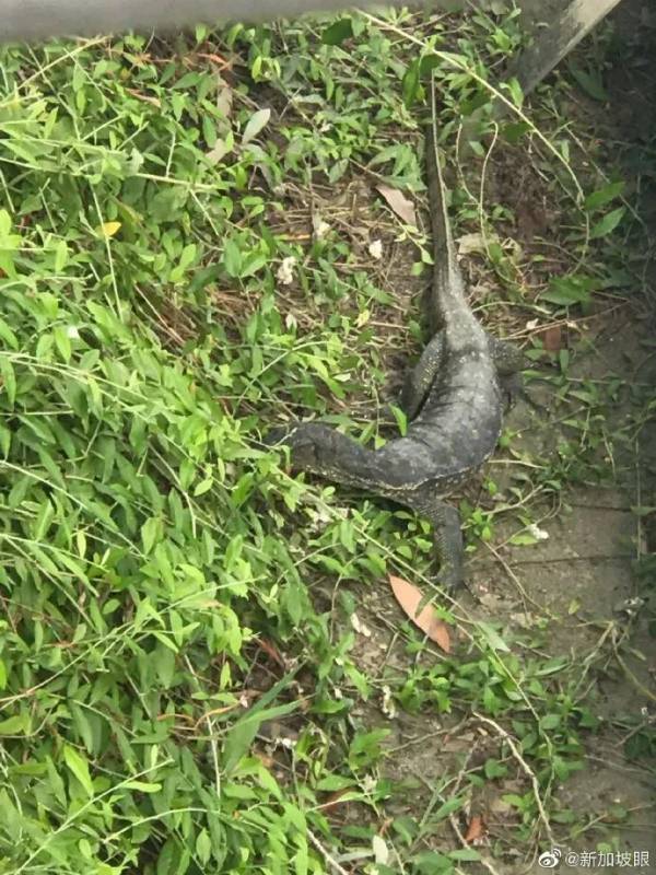 新加坡巴西立公园内惊现一条大蜥蜴，扭啊扭啊扭