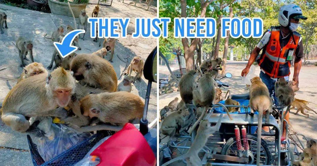 別在 NTU 餵豬了!新加坡的野生動物可不好惹
