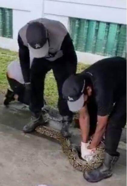 当心!新加坡这儿有野狗出没、这儿还有蟒蛇出没