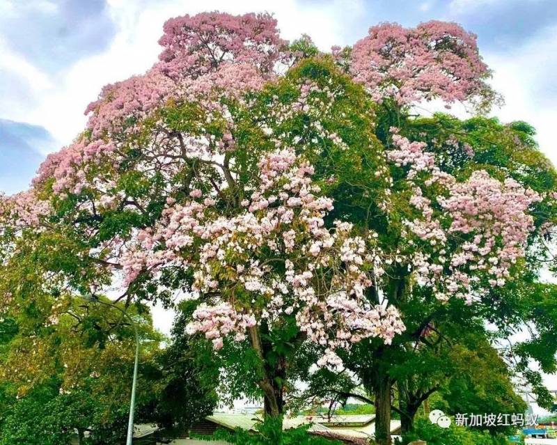 北半球9月刚入秋,新加坡却迎来“第二春”