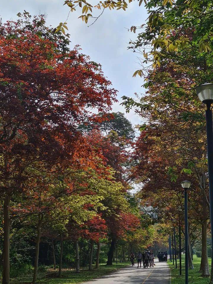 三月的新加坡,已是秋意满满