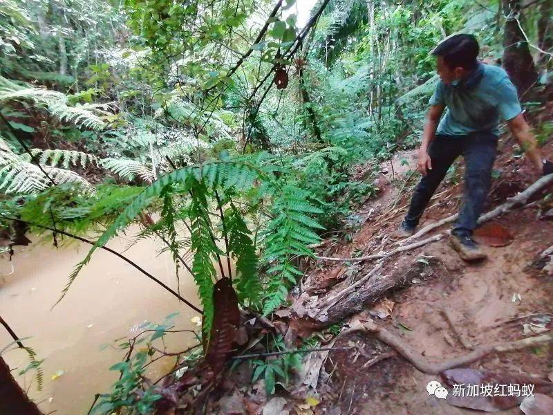 新加坡隐藏版秘境 绝美的金文泰森林