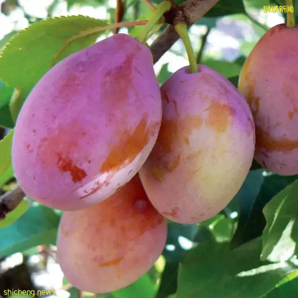 为什么同样的水果摊，你妈买的香甜可口，你买的像得罪了摊主