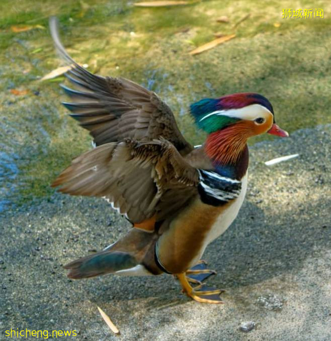 手持長槍短炮、無視安全距離，新加坡這群“瘋子”爲誰發瘋？命都不要了