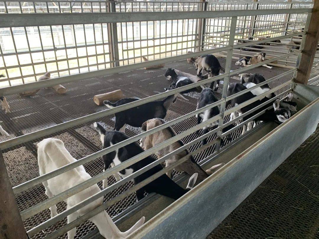 【重新探索新加坡】郊外农场大自然之旅：牧羊场、青蛙农场、双溪布洛带你走透透