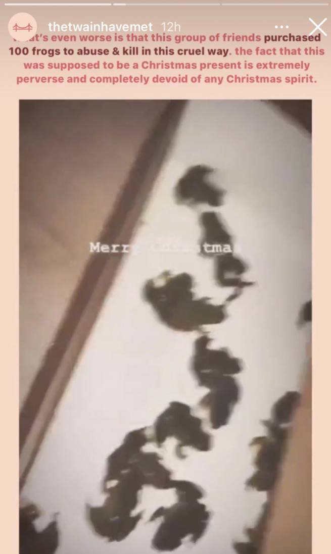 地狱空荡荡恶魔在人间，新加坡青年圣诞节期间滥杀动物取乐