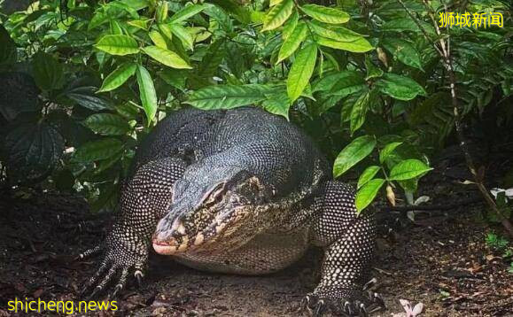 新加坡一對蜥蜴街頭秀恩愛走紅,網友:這才是真鬼畜!