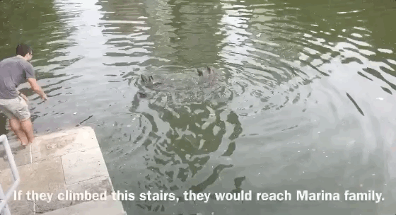 在新加坡，你見過熱戀中的水獺嗎