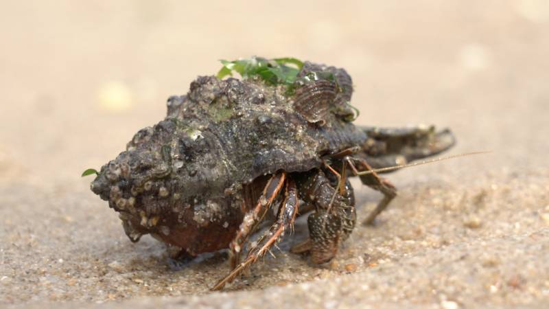 新加坡趕海全攻略!寄居蟹、花蟹、龍蝦、蛤蜊、海星、海參...我挖到寶藏啦