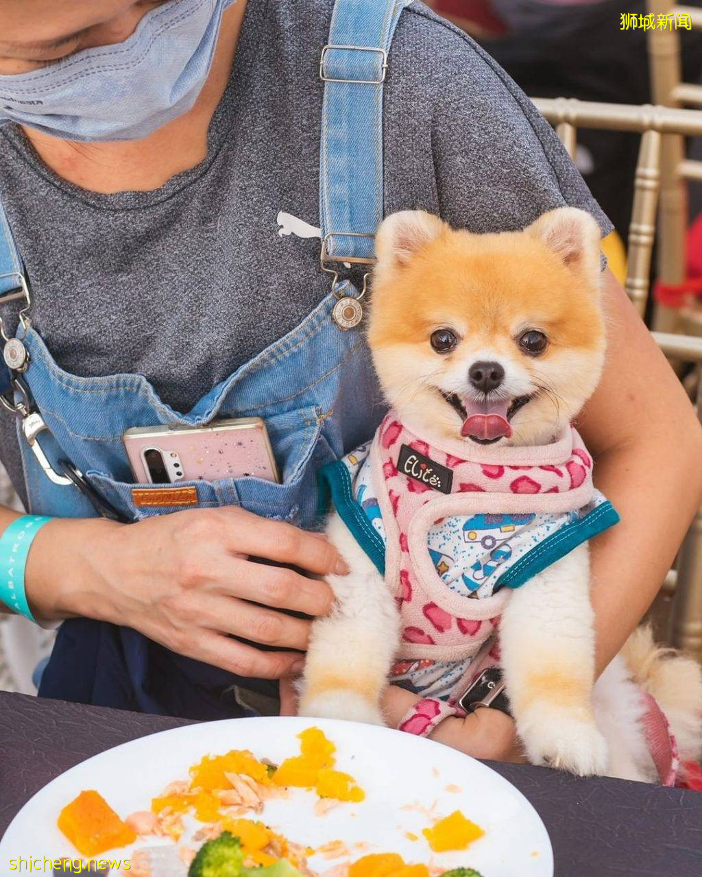 带上宠物去郊游！全亚洲首个“狗狗巡游”就在Royal Albatross⛵️萌宠陪你看日落吃大餐🥰 