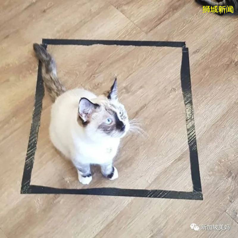 在新加坡宅了3個月,來雲吸貓吧