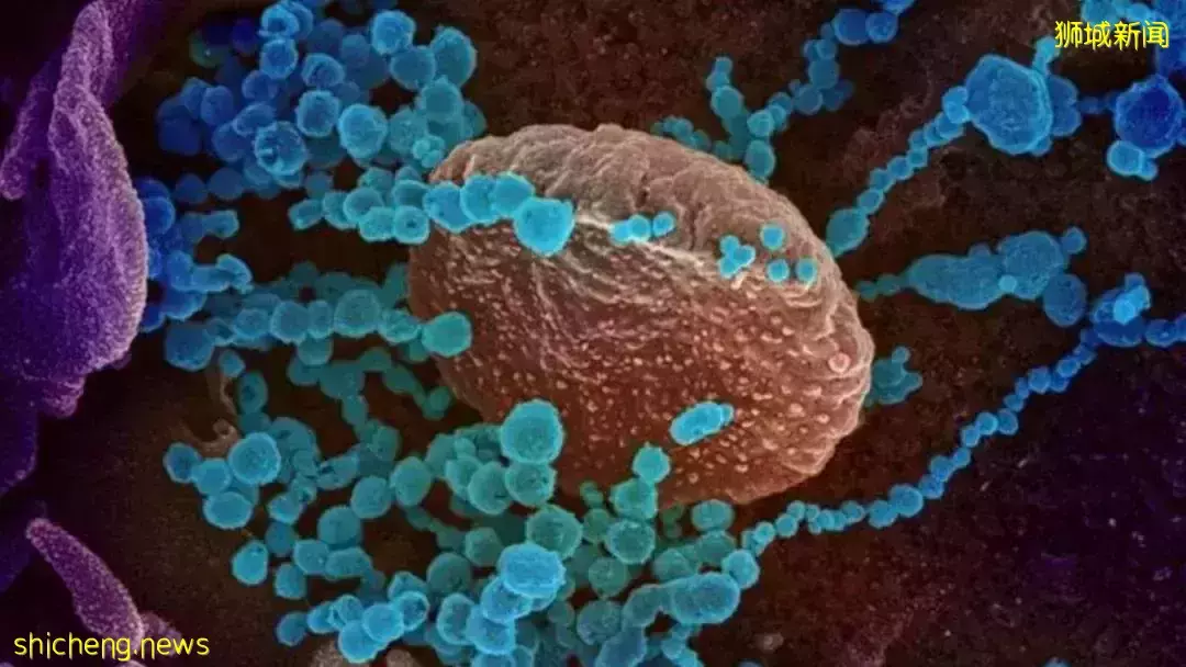 韩国失控!“共存”45天后紧急叫停!新加坡现24例奥密克戎,张文宏预测明年恢复正常生活