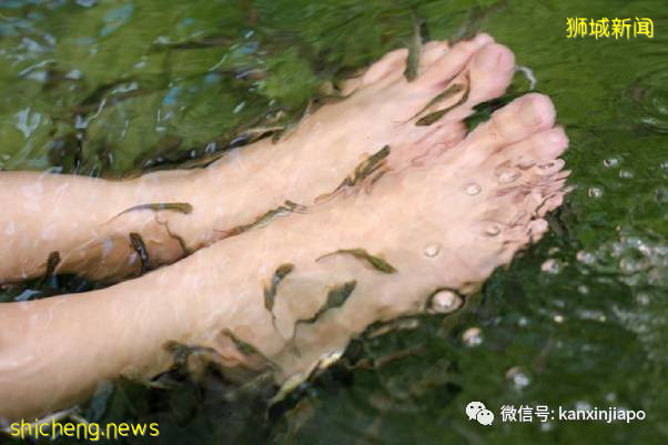 教你如何10元玩转新加坡