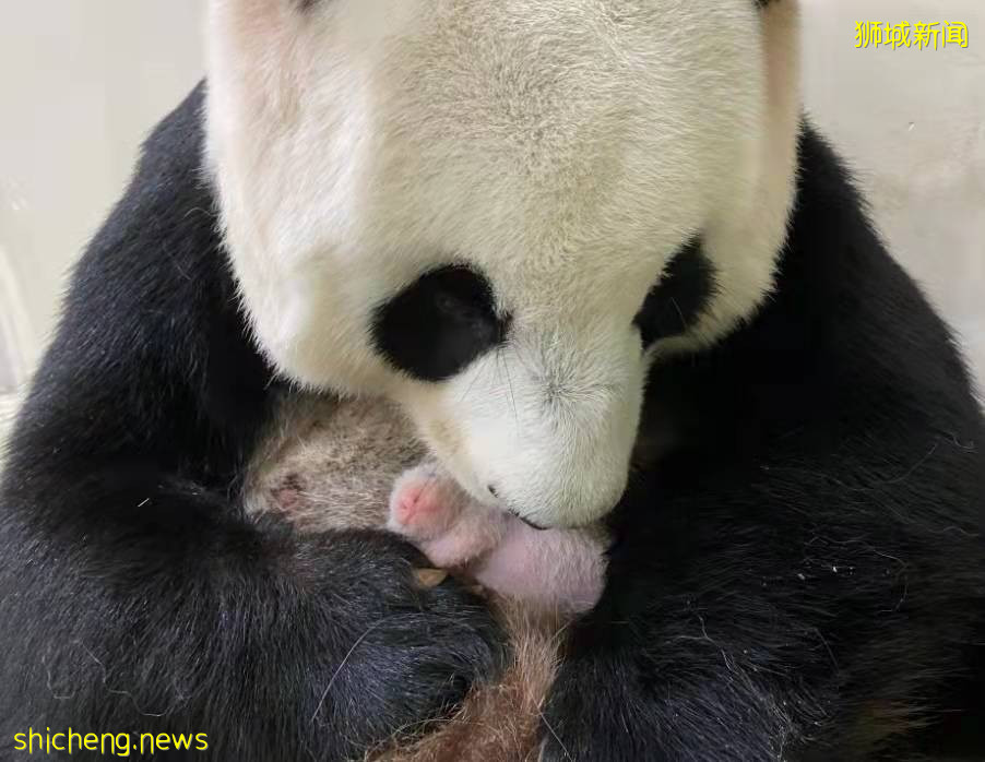首只“新加坡制造”的大熊猫宝宝满100天了